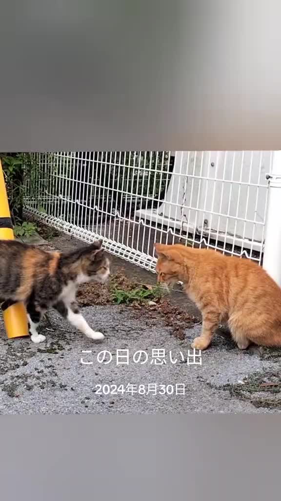 @あきの軍艦巻き😺 🐾 aki🐾