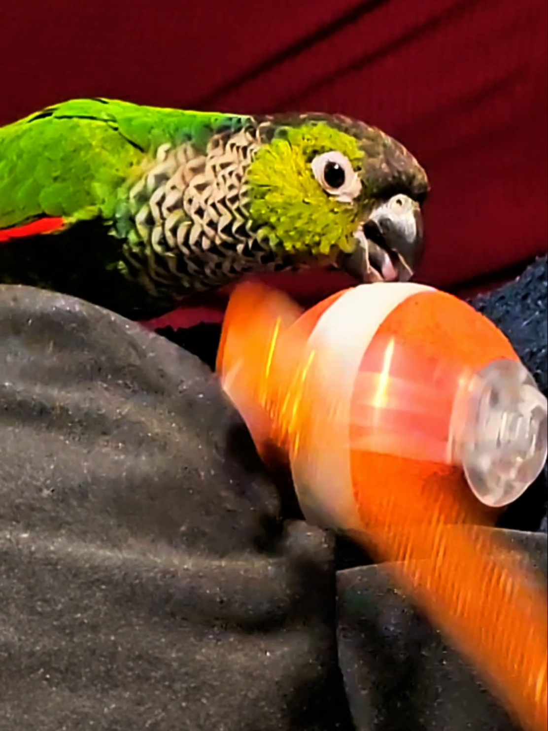 @QbertBird🦜👀