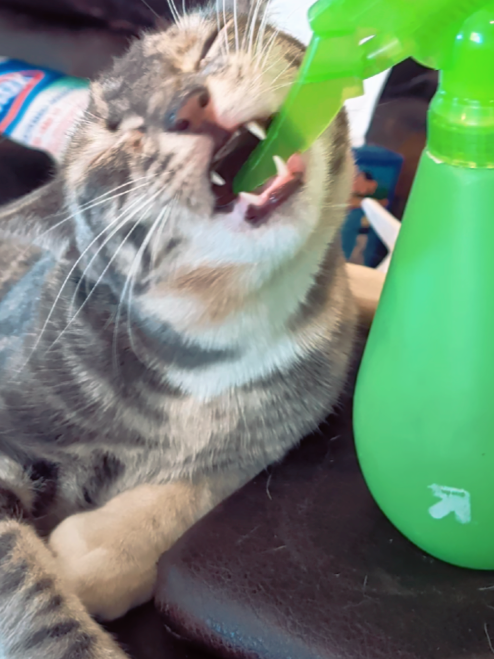 @BuffyTheKittenSpayer