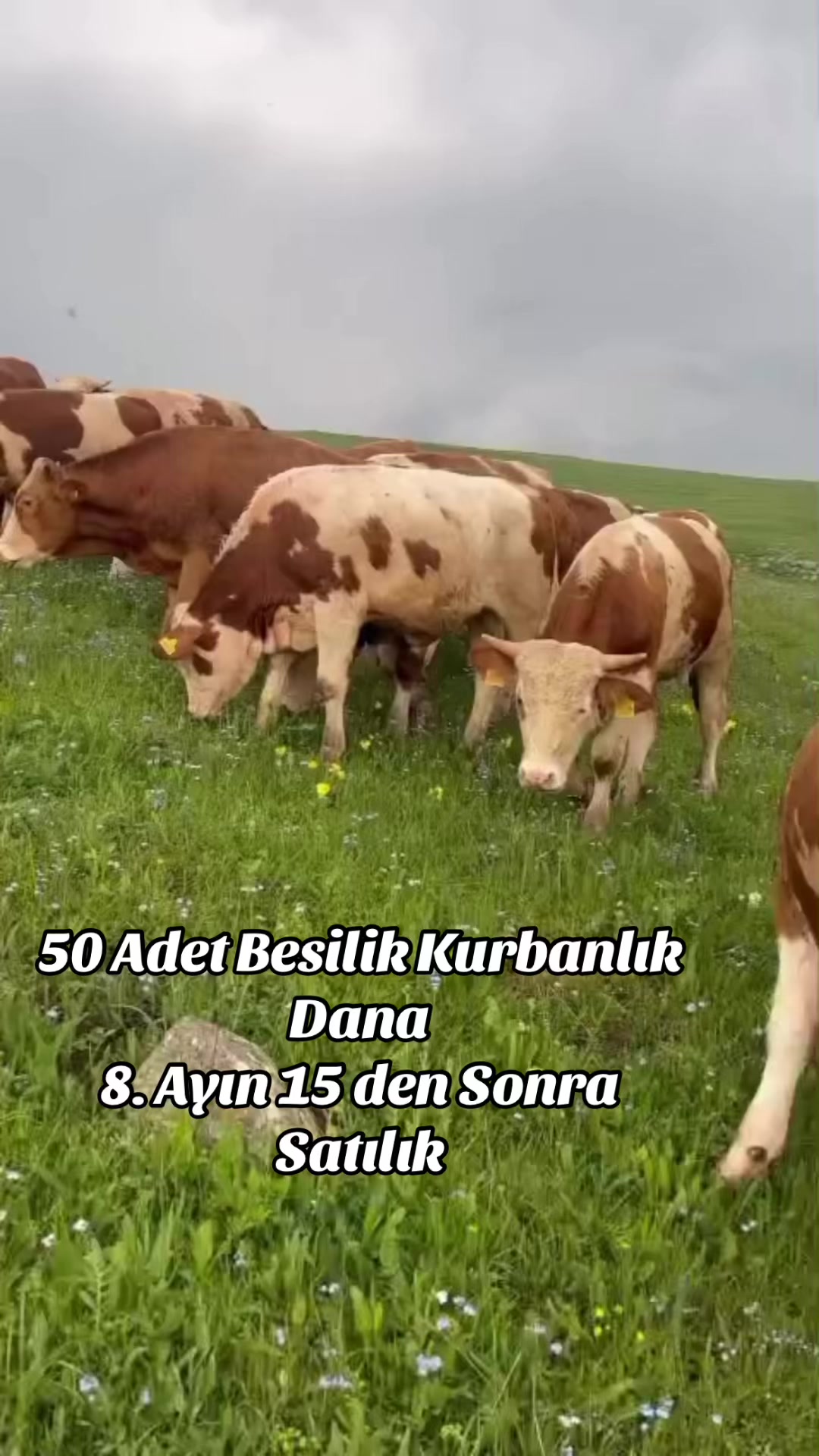@👑KARSDOĞUBESİCİLİK05536304236