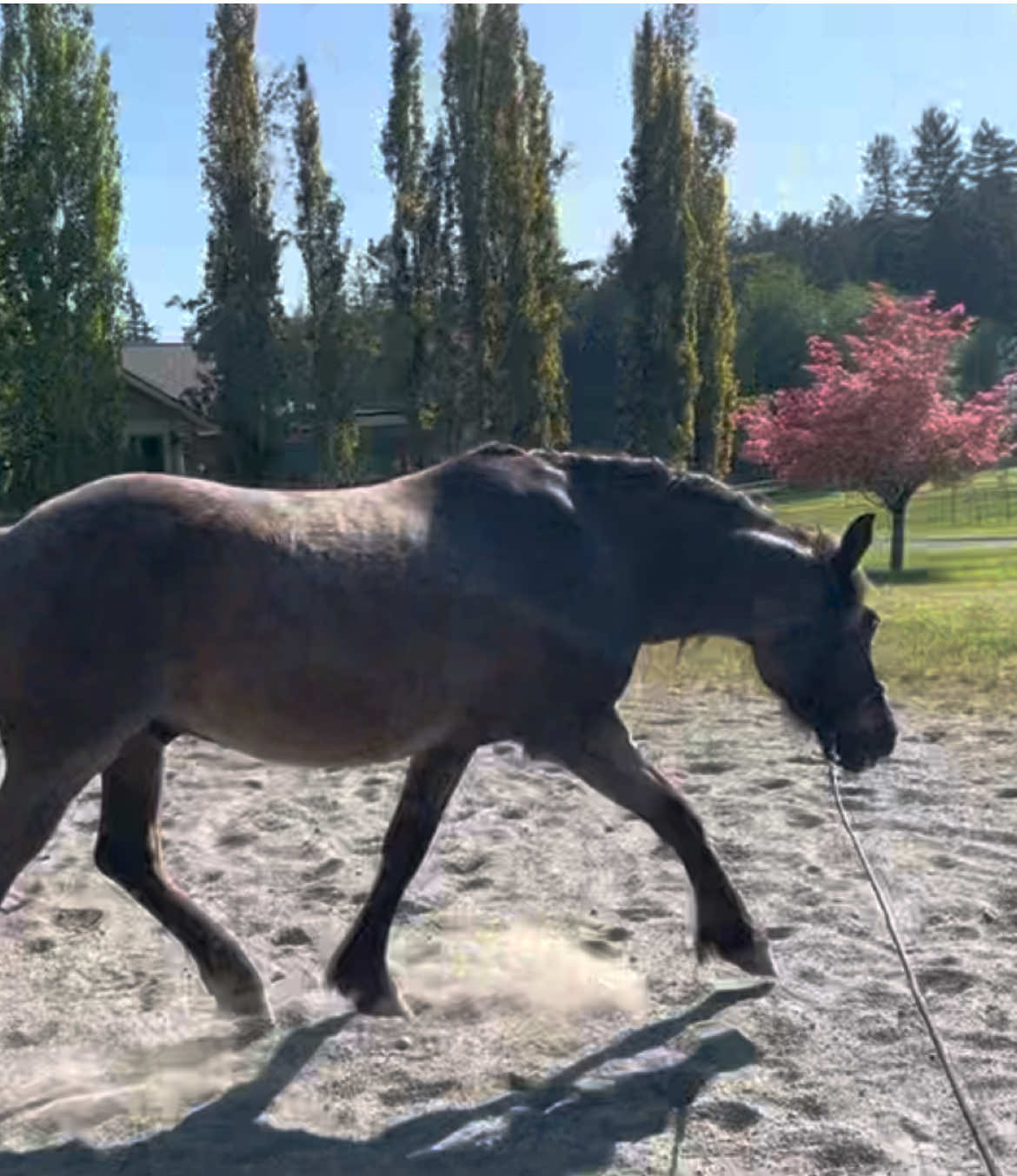 @Viv’s Ponies