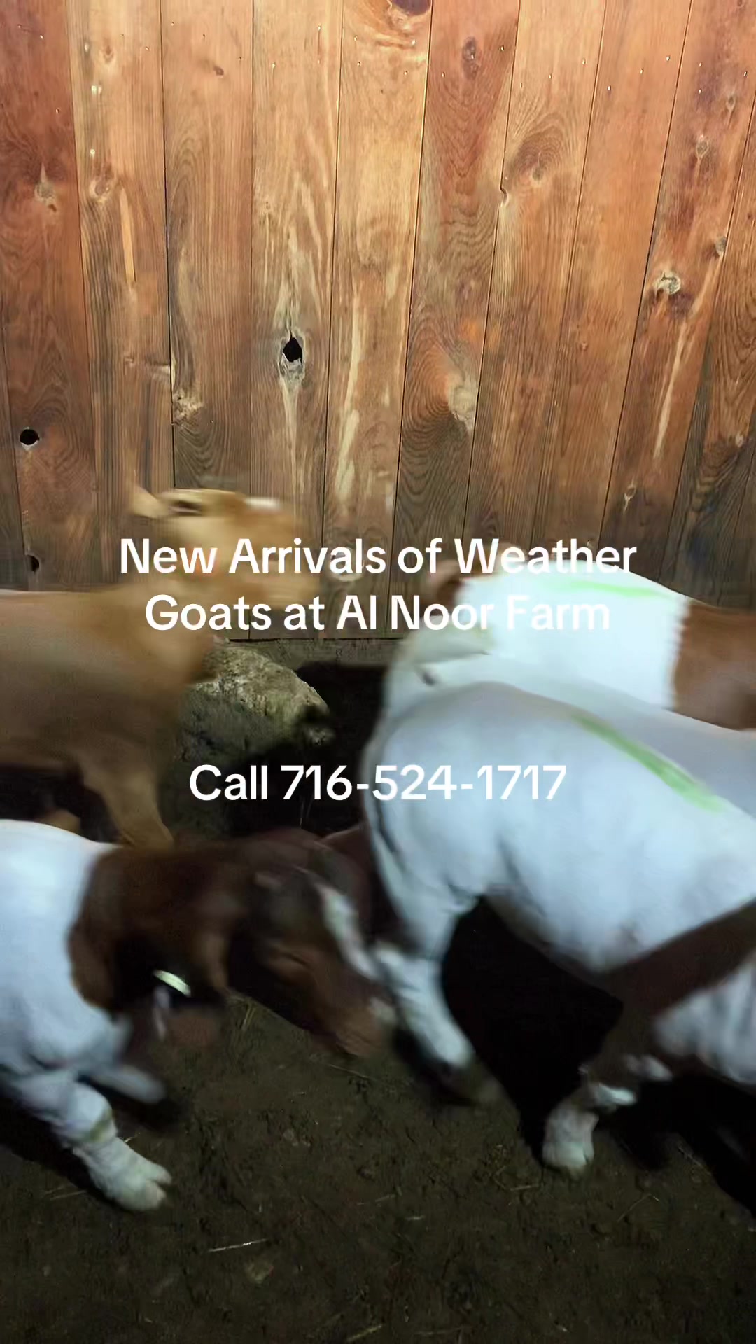 @Al Noor Farm, Lewiston N.Y.