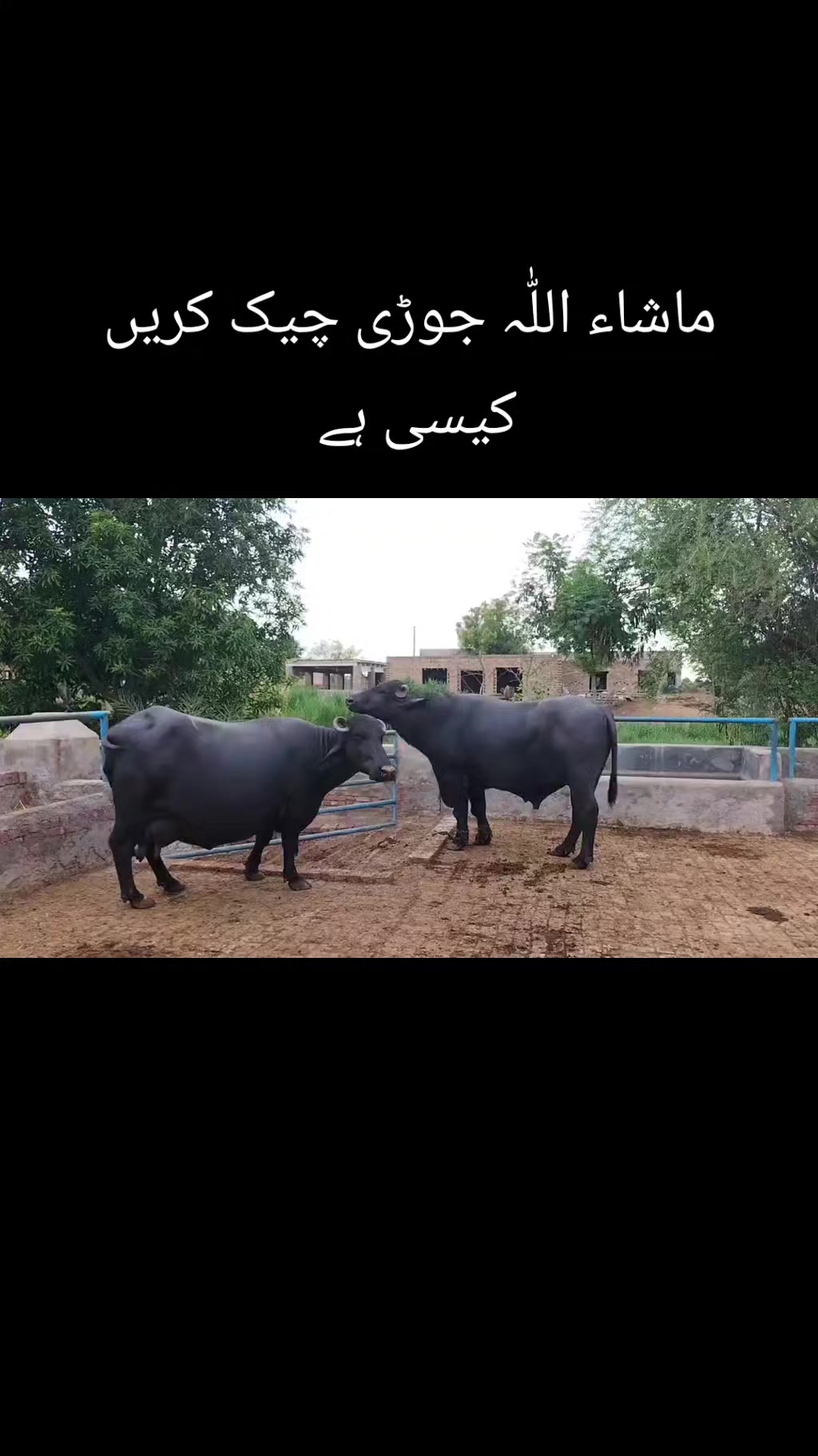 @Malik ijaz 669