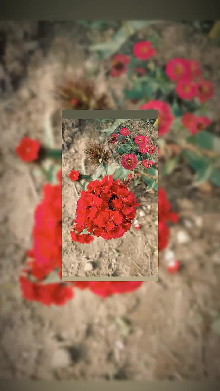 @🦋vanshika bhandari🦋