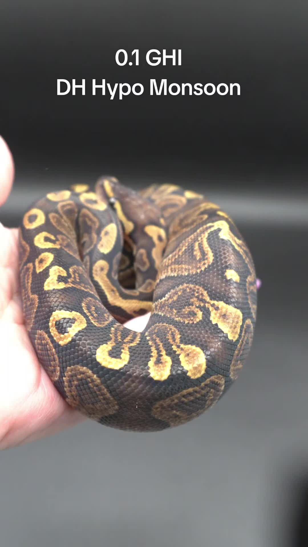 @Proxima Reptilis