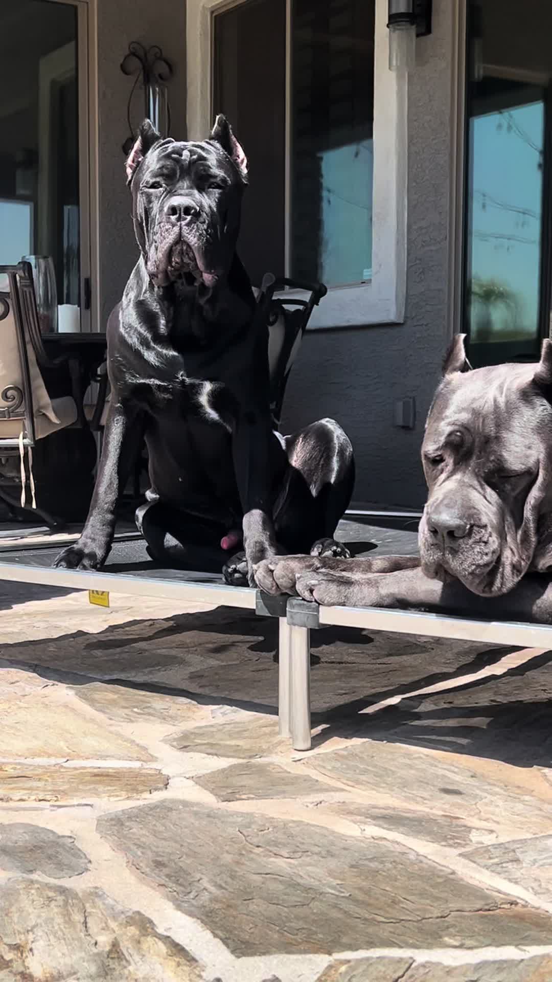 @Phoenician Cane Corso Stormi
