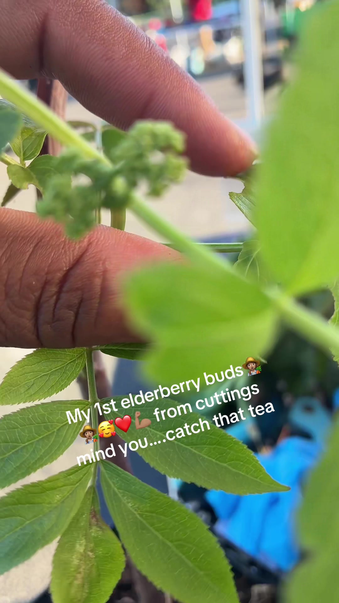 @gobigadventuresfarm