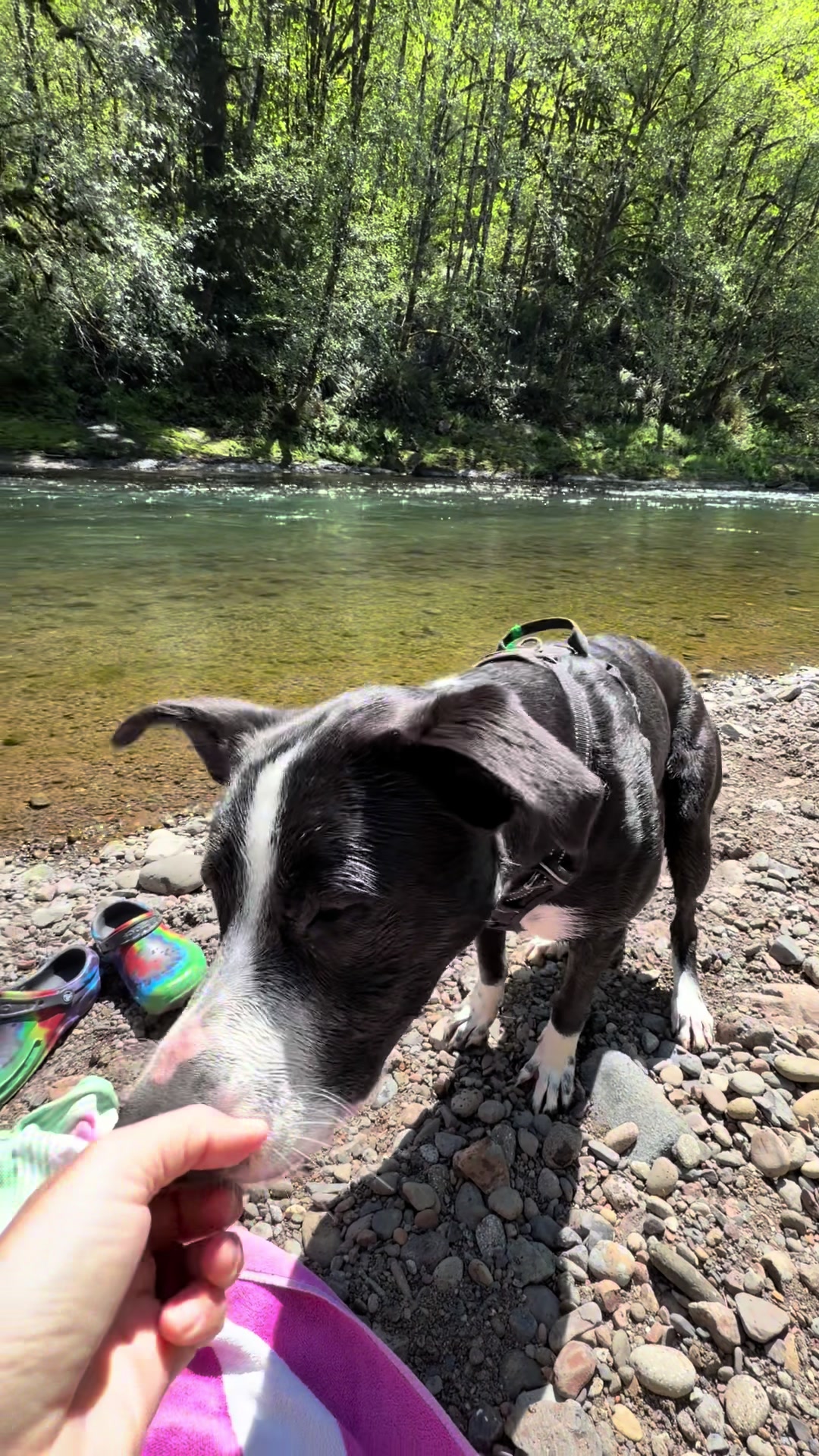 @oregonskyveek
