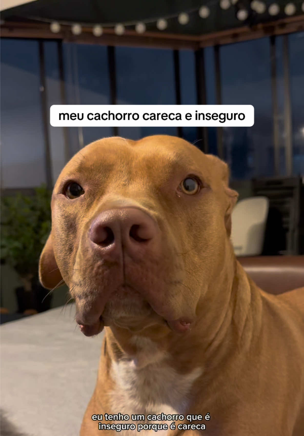 @2DOGSEMEIO