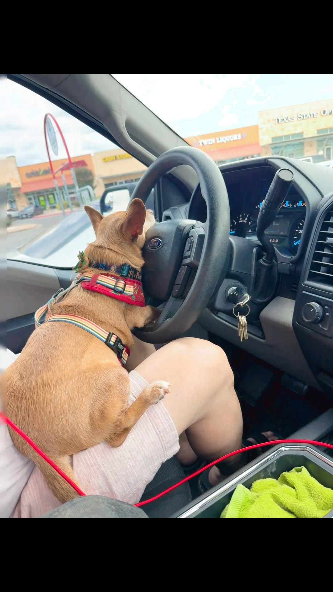 @Oscar the Chiweenie ✌️💙🐾