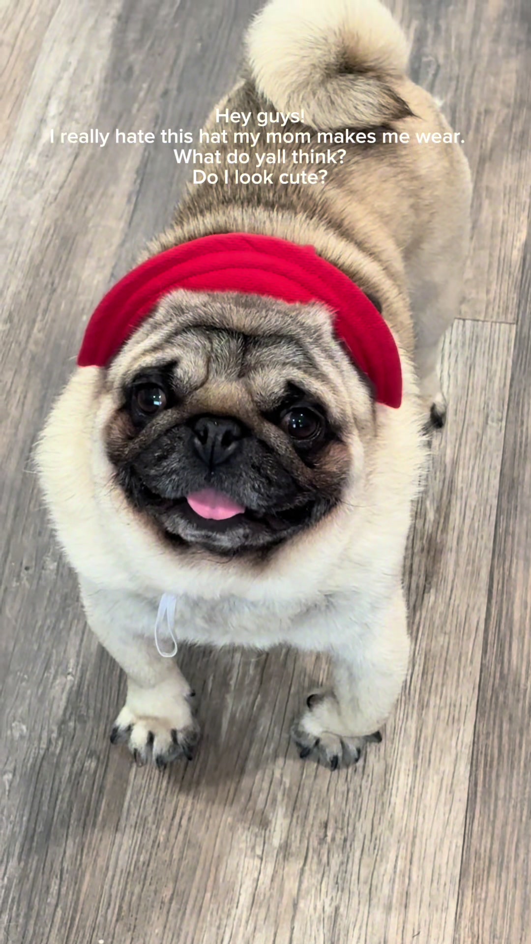 @Rocki the Pug ๐ถ