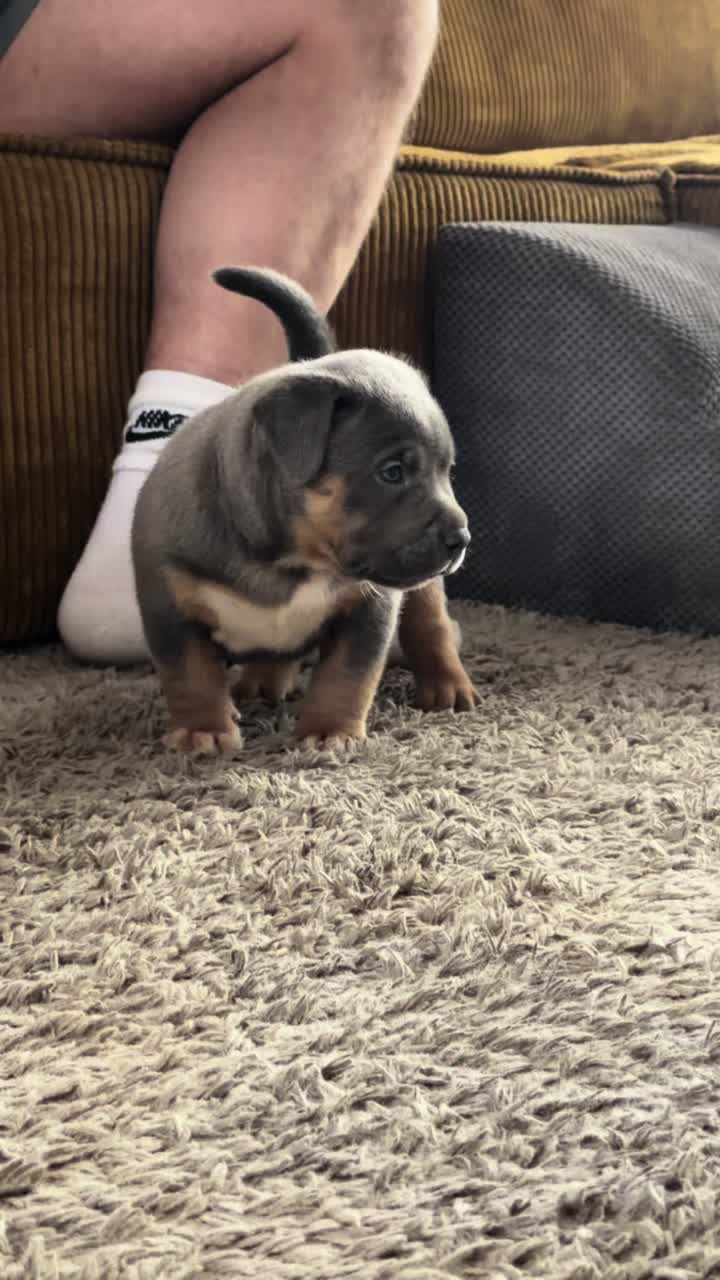 @TopQualityBullyKennel