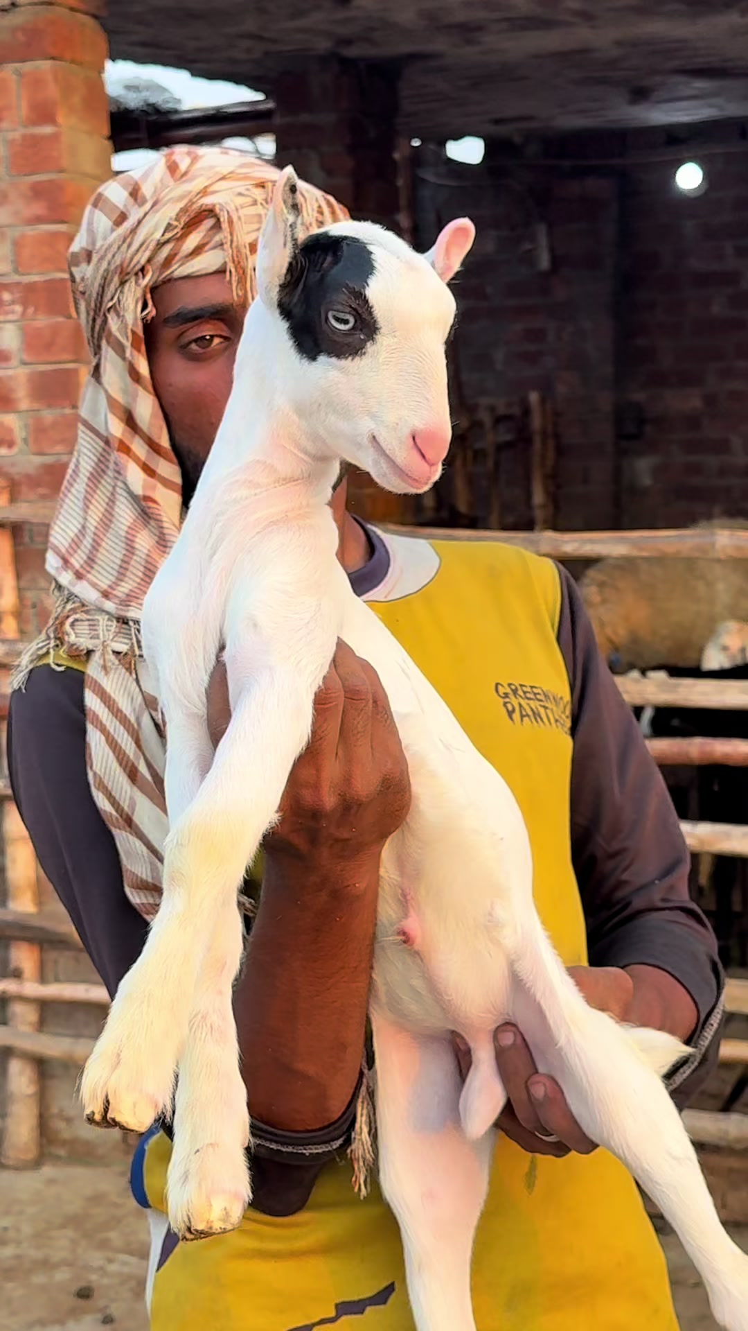 @Shiraz livestock