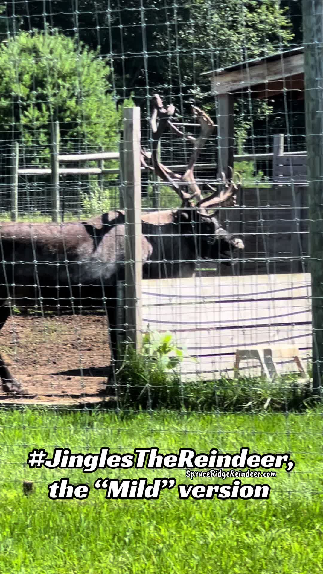 @ReindeerMagicLady