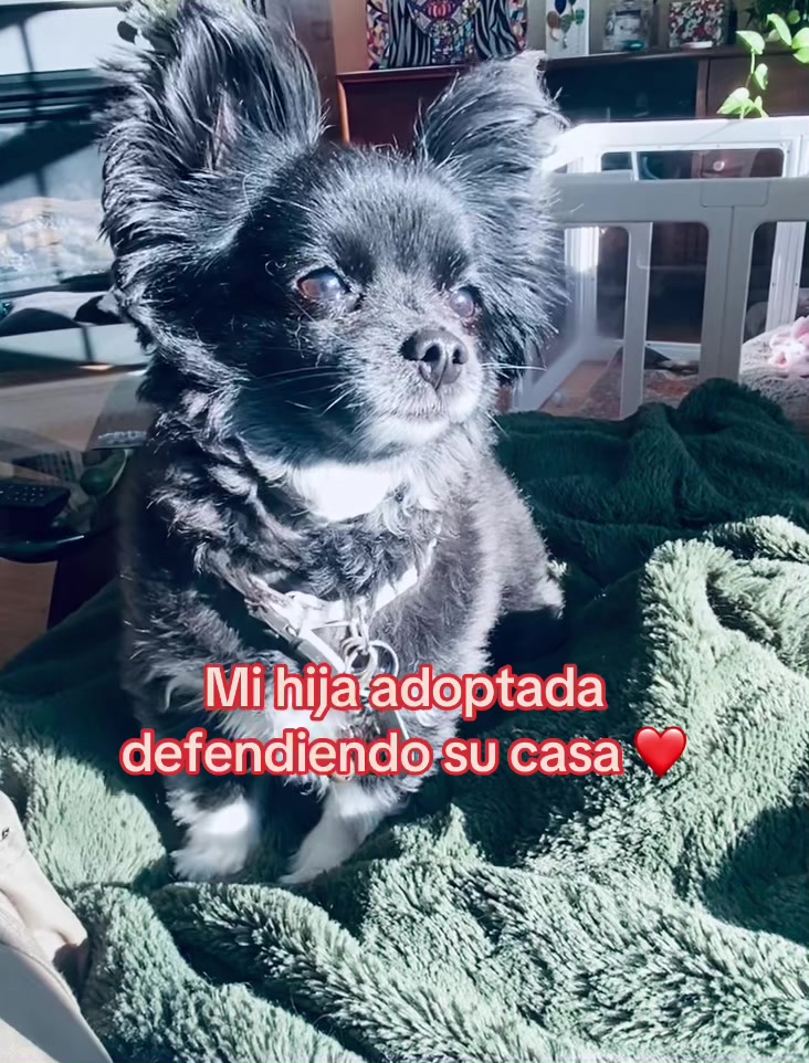 @profetrivella