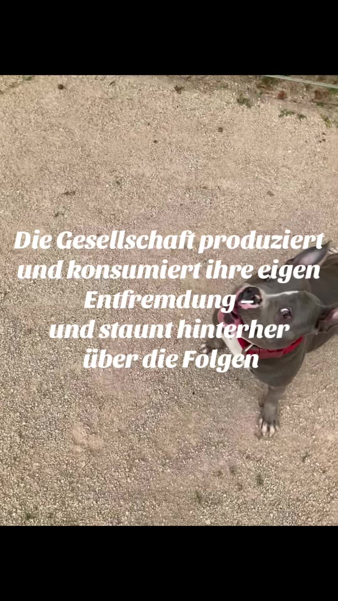 @MeinHundIstKeinVerbrecher