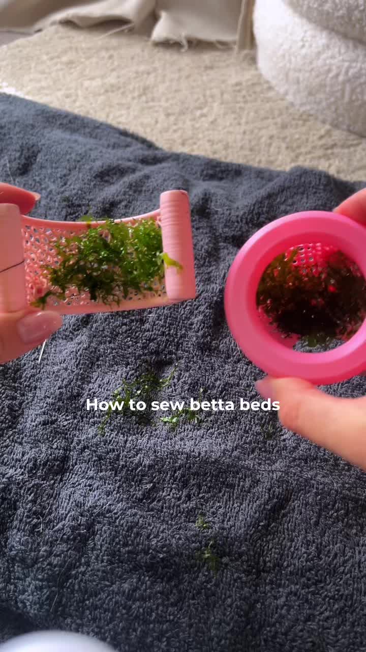 @alicia🌷͙֒⊹