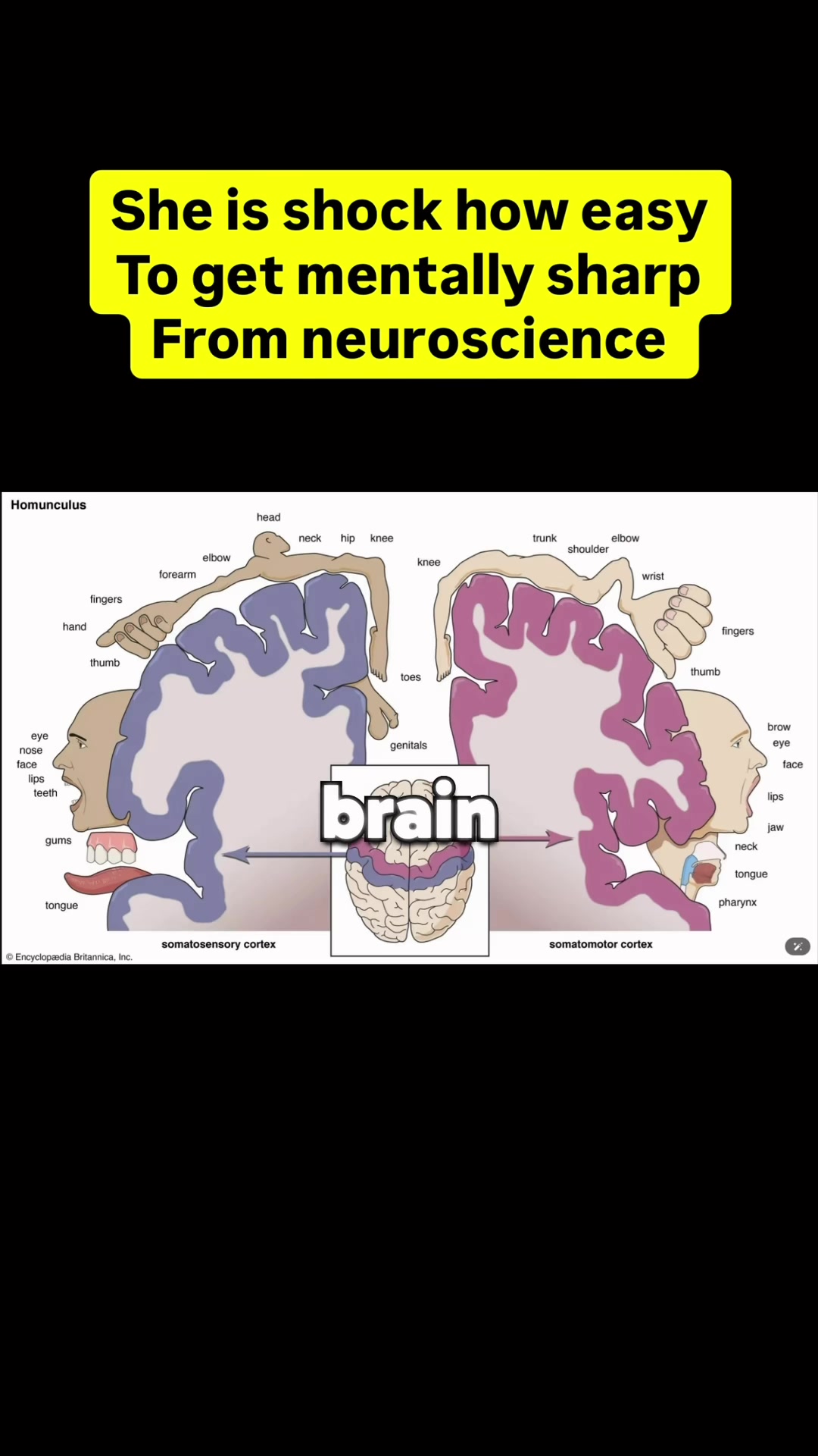@Dr. Tommy Pang | Brain Fog Dr
