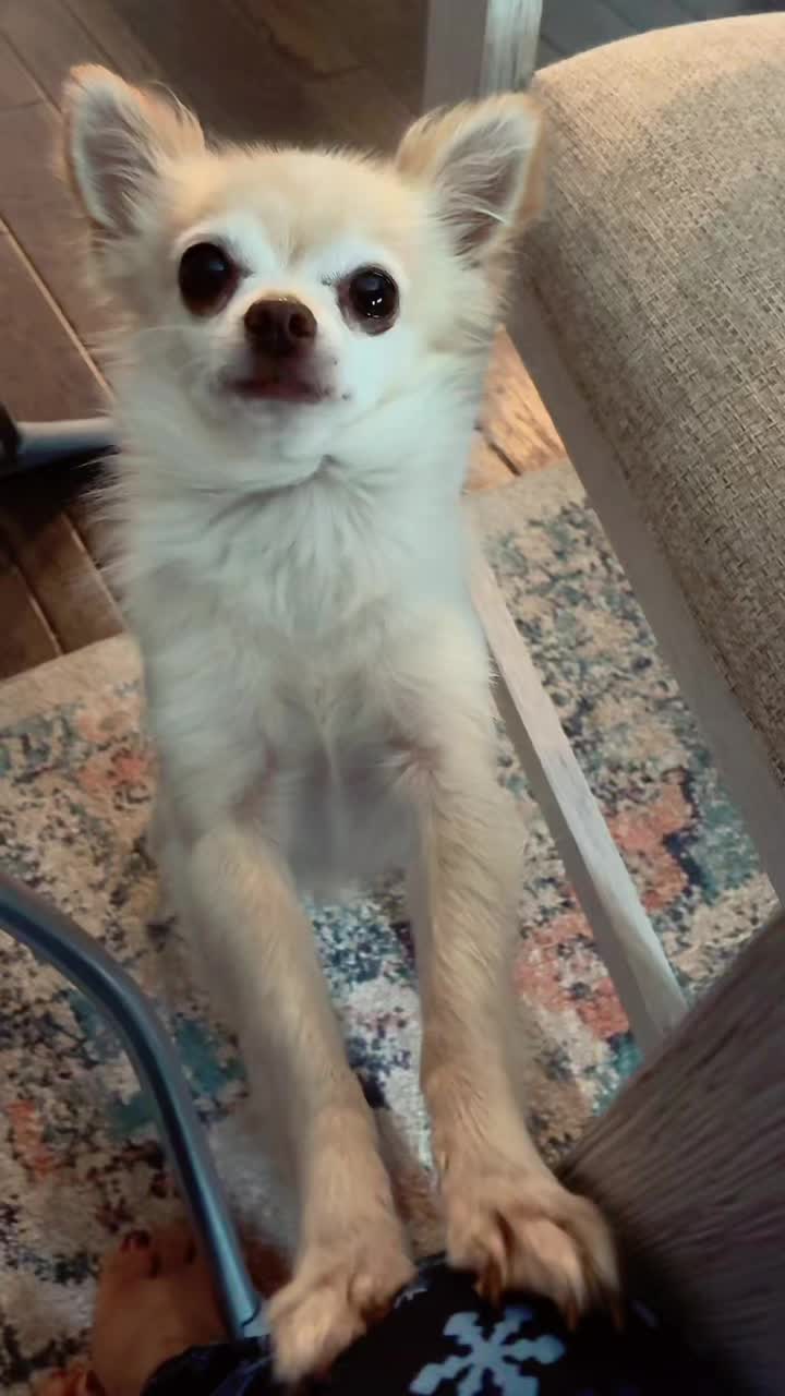 @thechihuahuafamily1