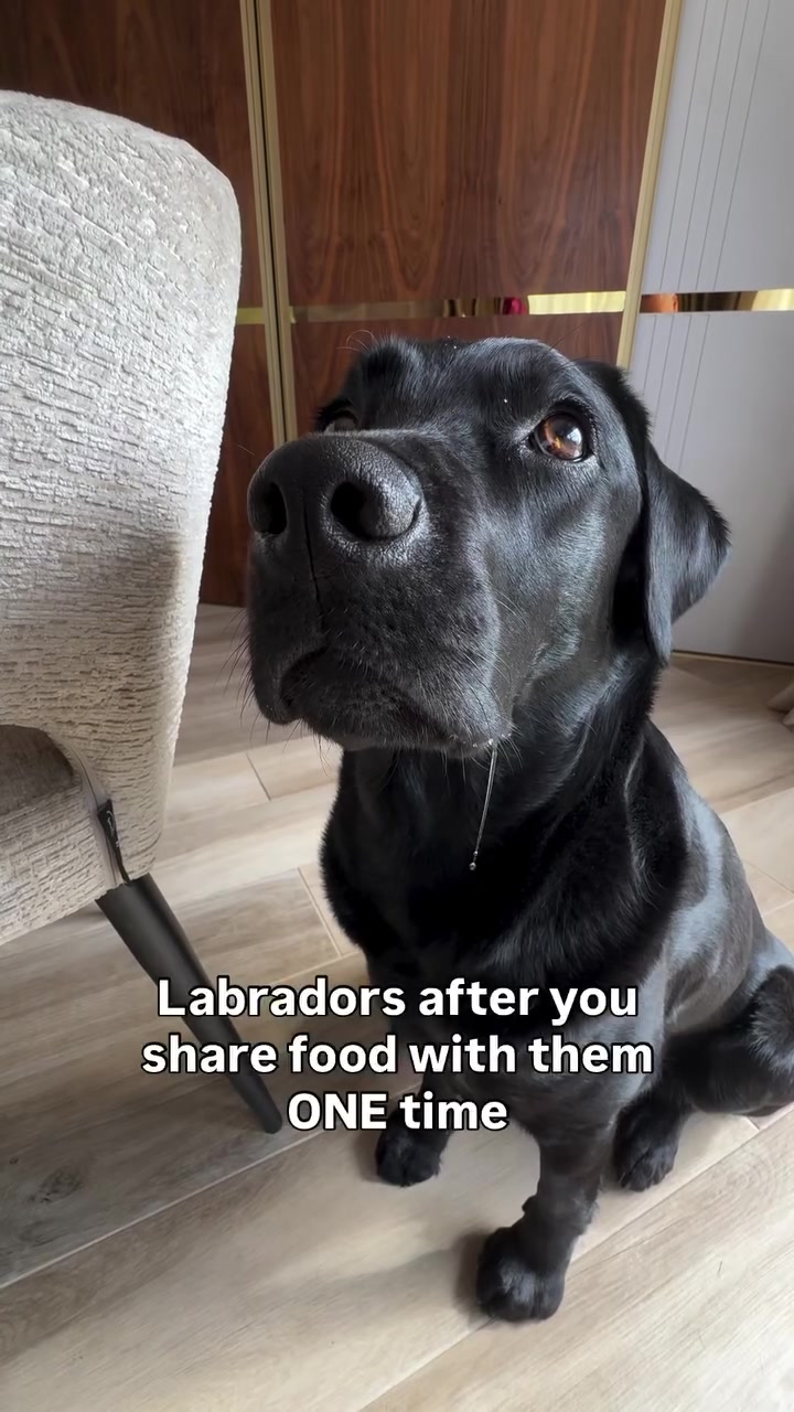 @lisatheblacklab