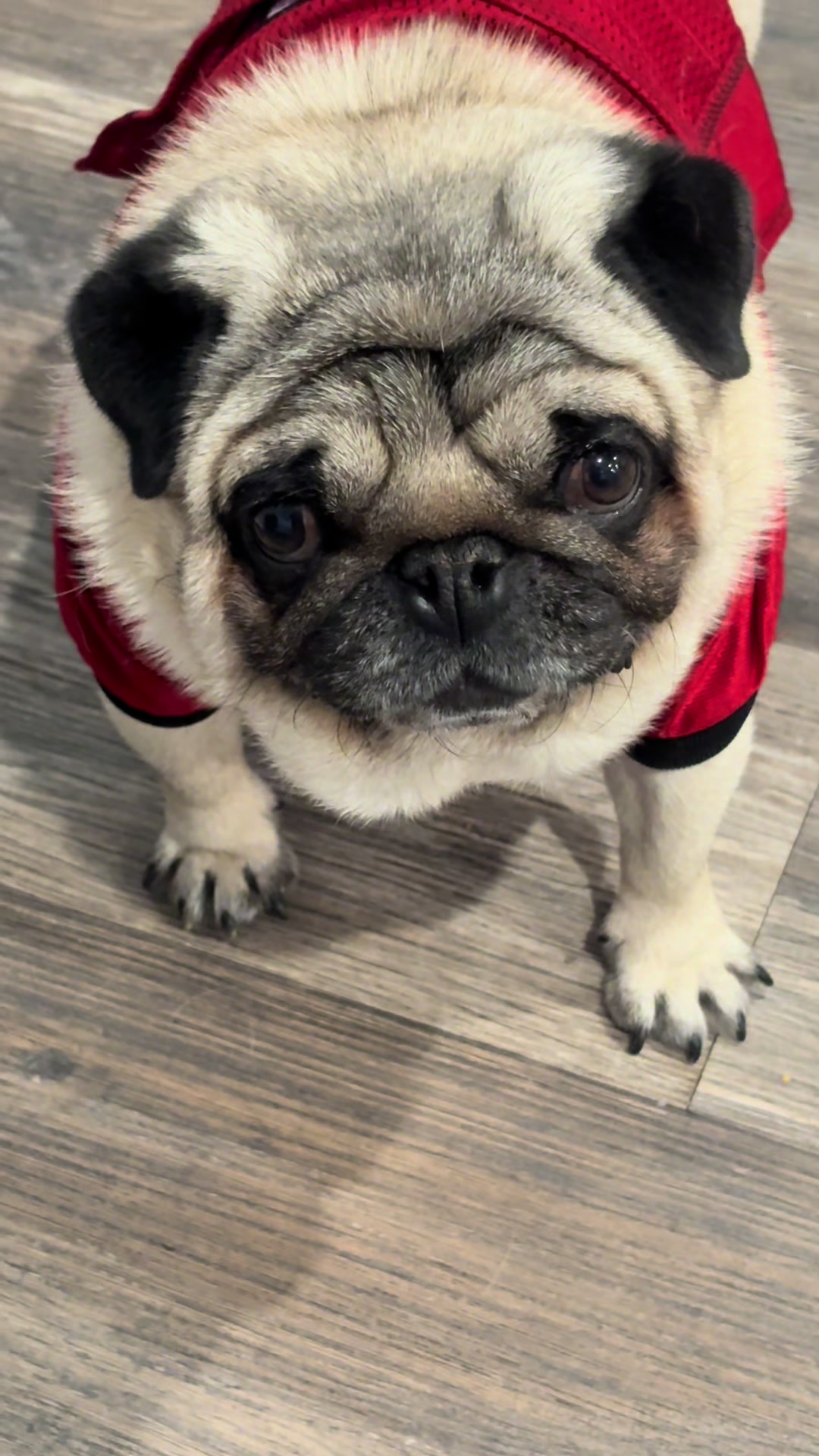 @Rocki the Pug 🐶