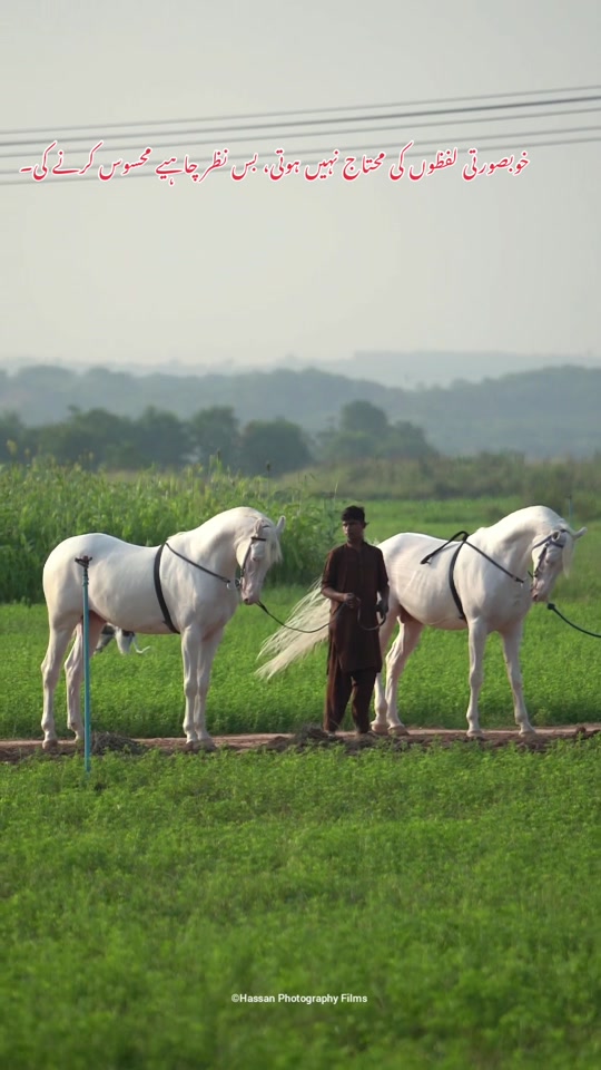 @SUNRISE STUD FARMS RAWALPINDI