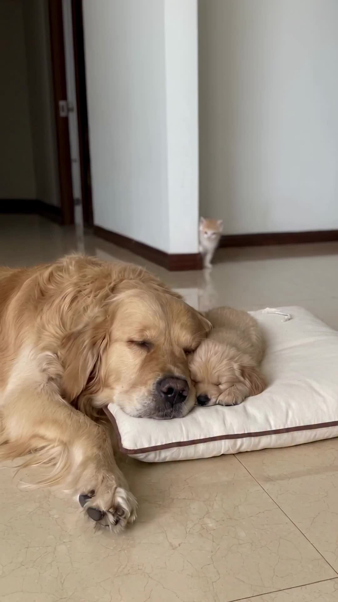 @middlepets