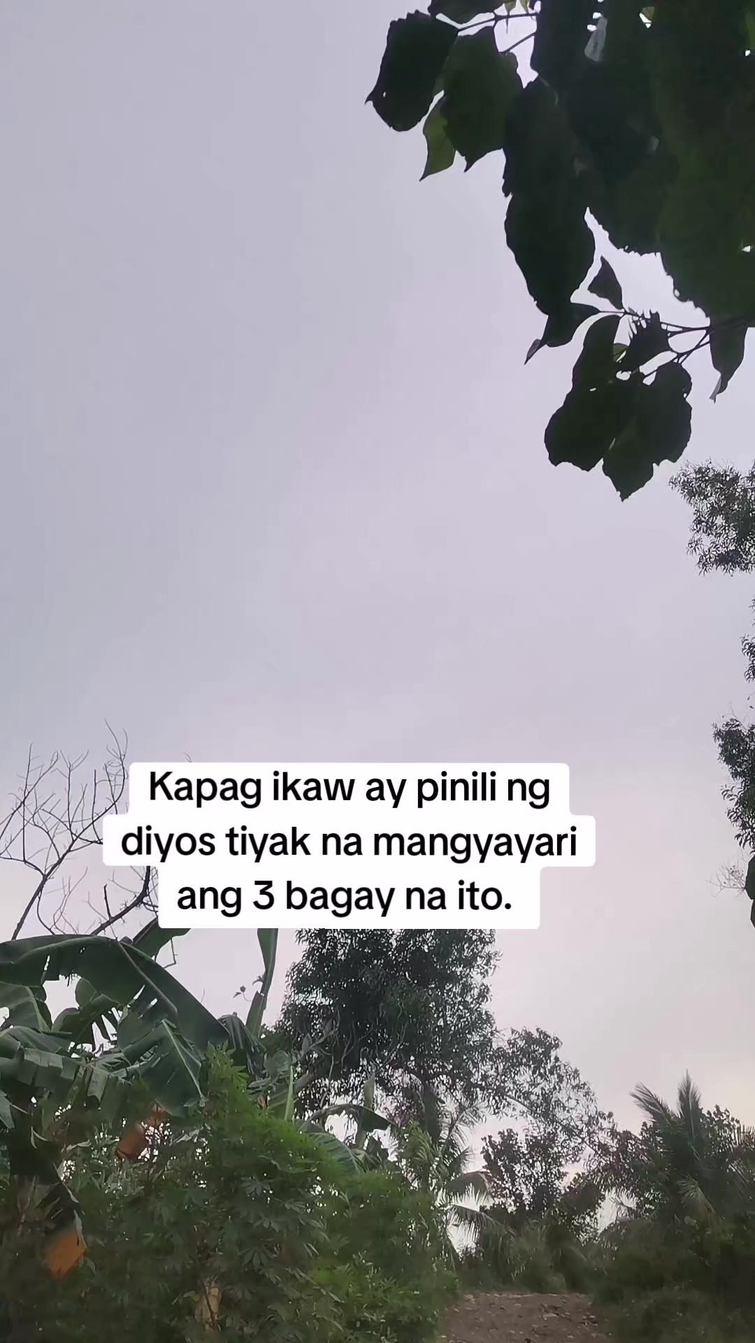 @rosapol