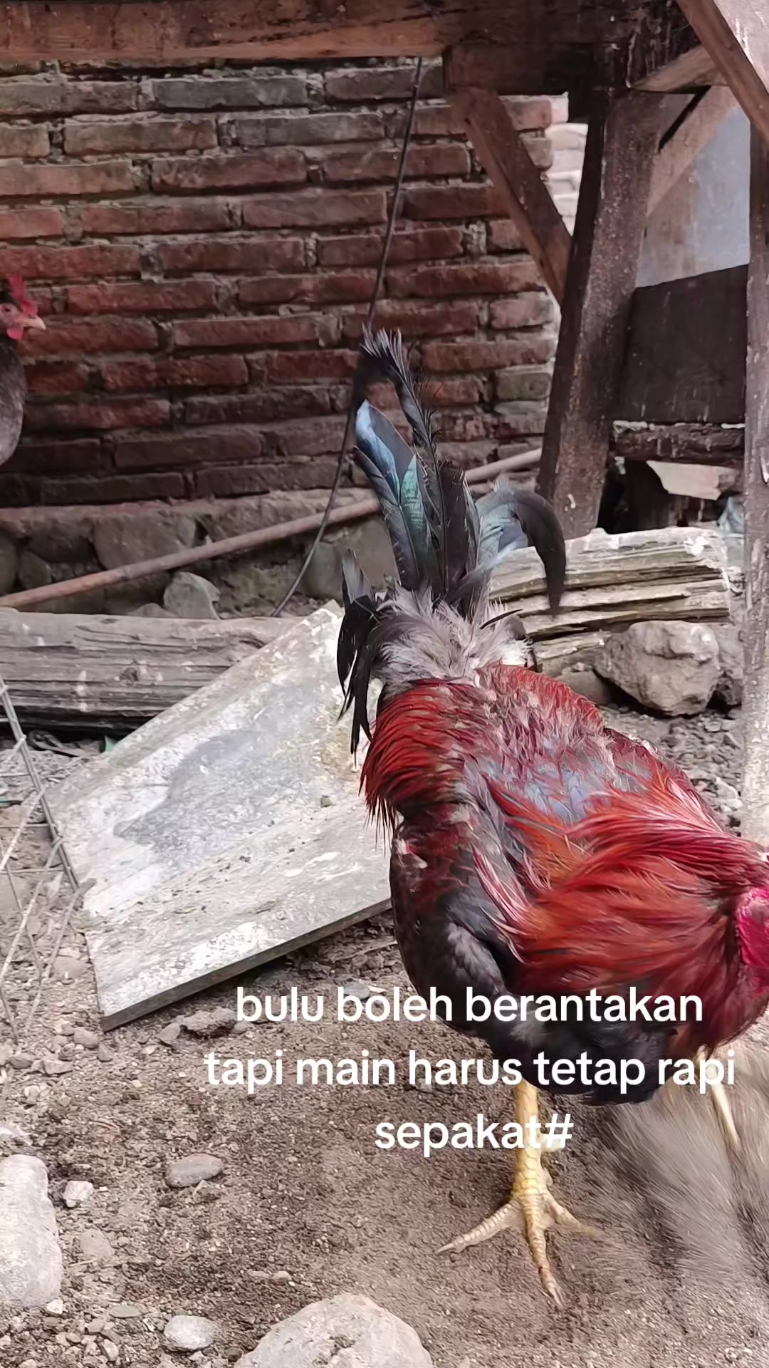 @pikkii