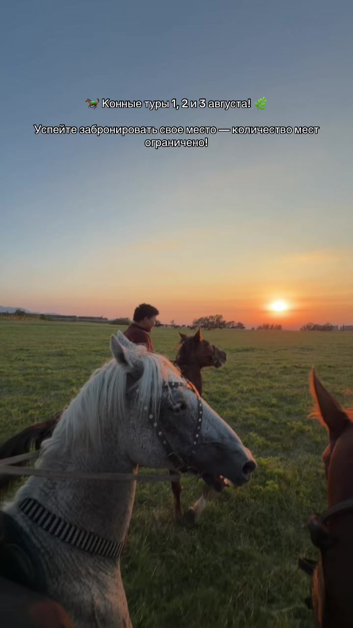 @tulpar_horses