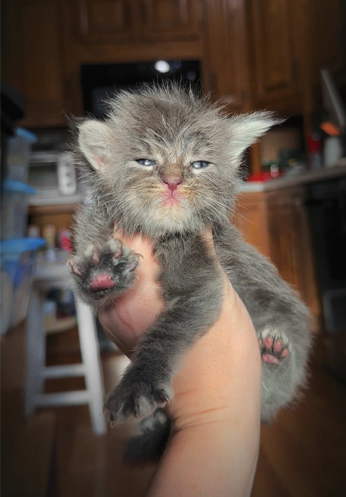 @Mossy&ensp;Cottage&ensp;Maine&ensp;Coons&ensp;🌙