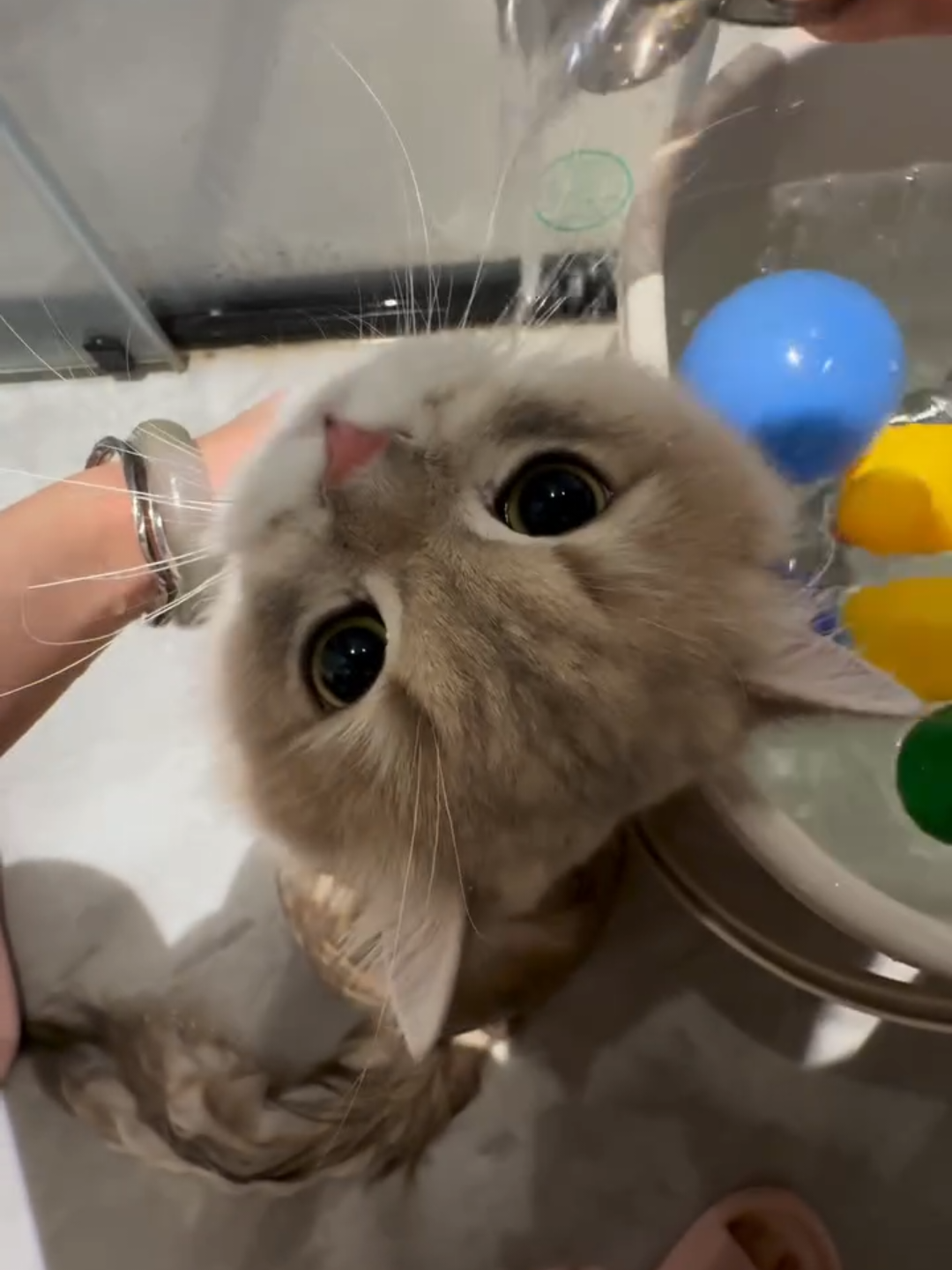 @Chonky World Of Cats
