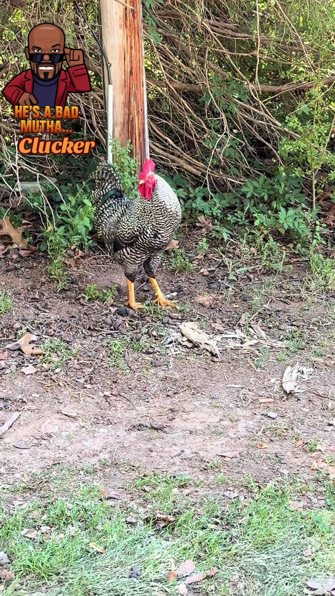 @Eggrollio