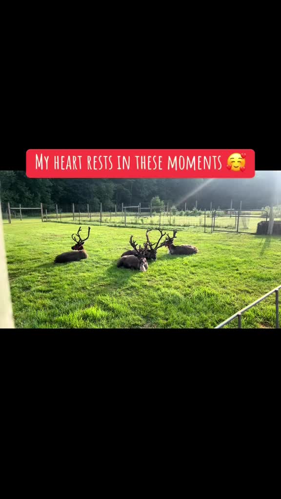 @ReindeerMagicLady