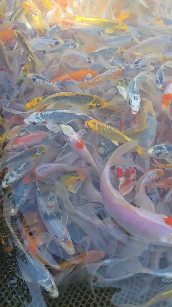 @We'reSo Koi