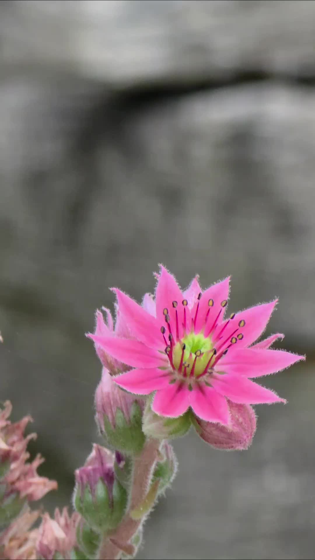 @유튜브 "정선사람들" 안용현