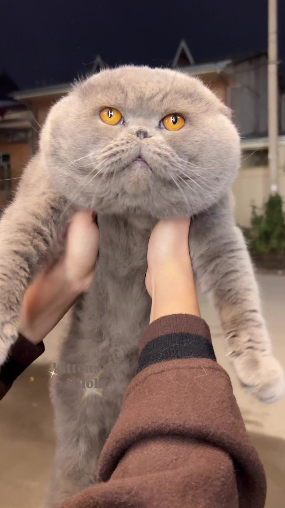 @kittens_uz