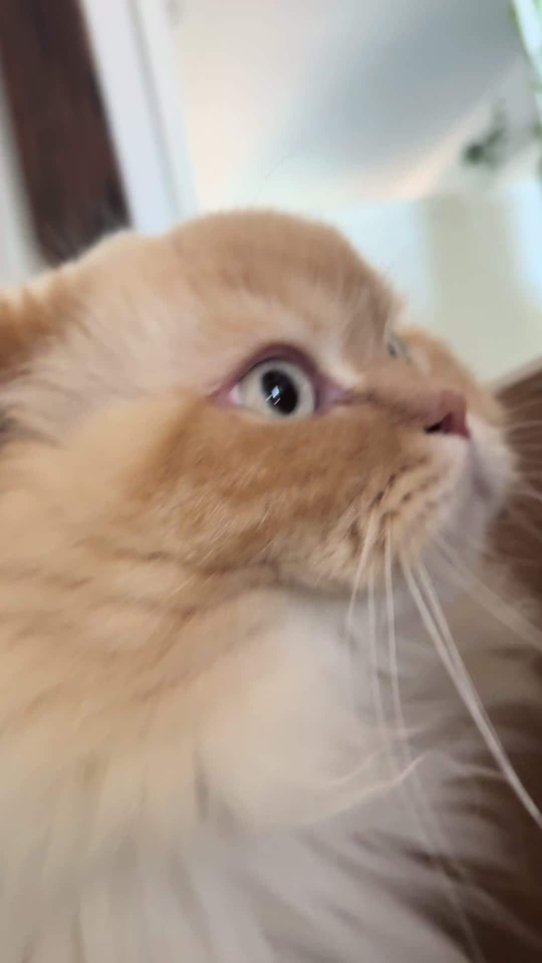 @milo.sigma0