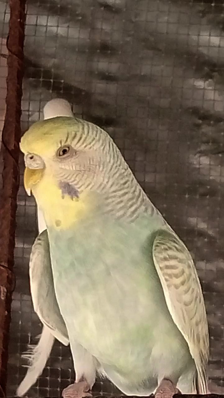 @AviarioRey45🇲🇽