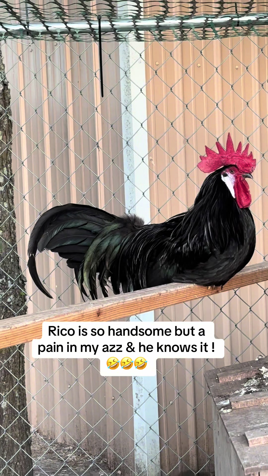 @NonniesFunnyFarm