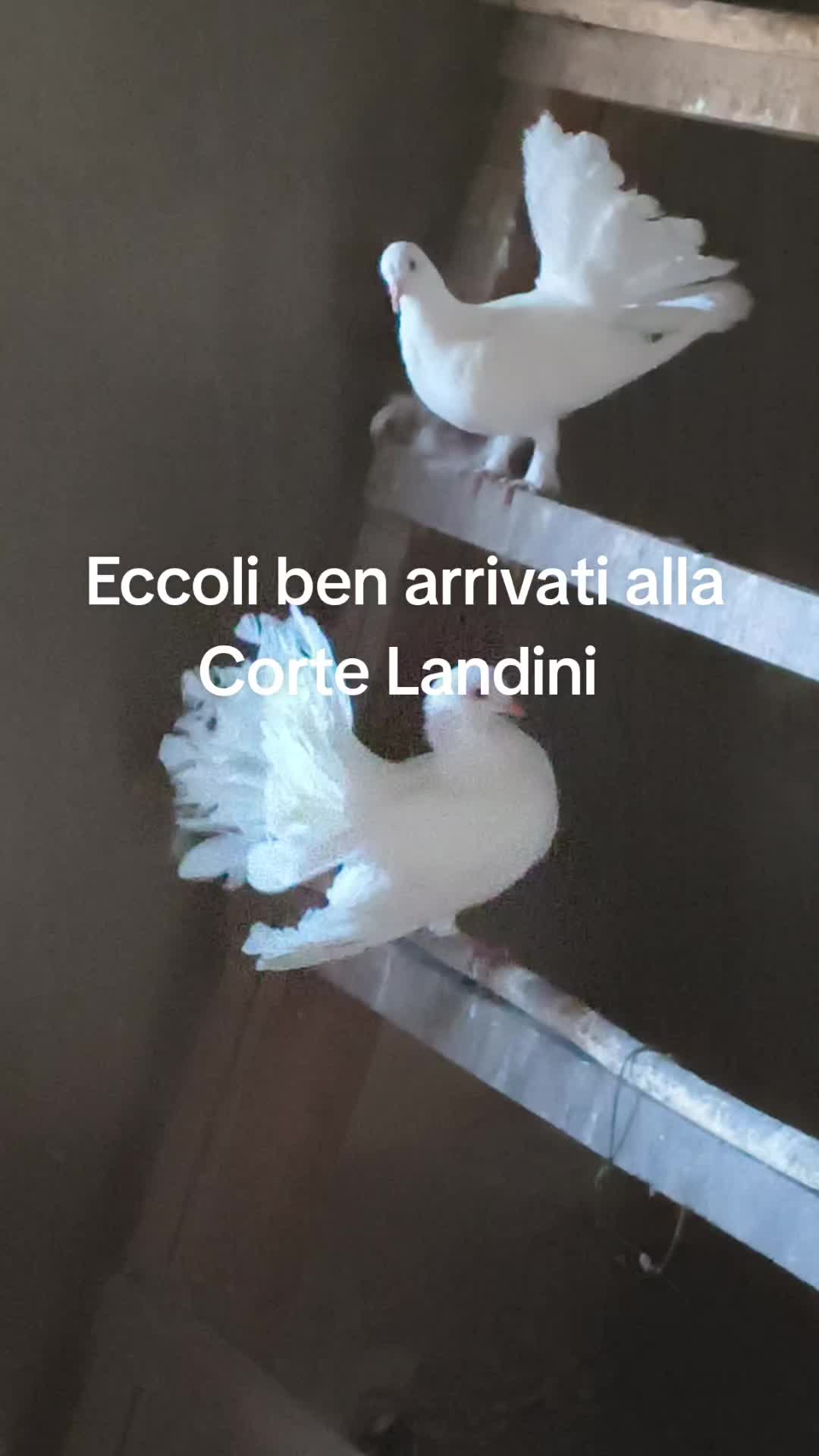 @antoniocasaroricc