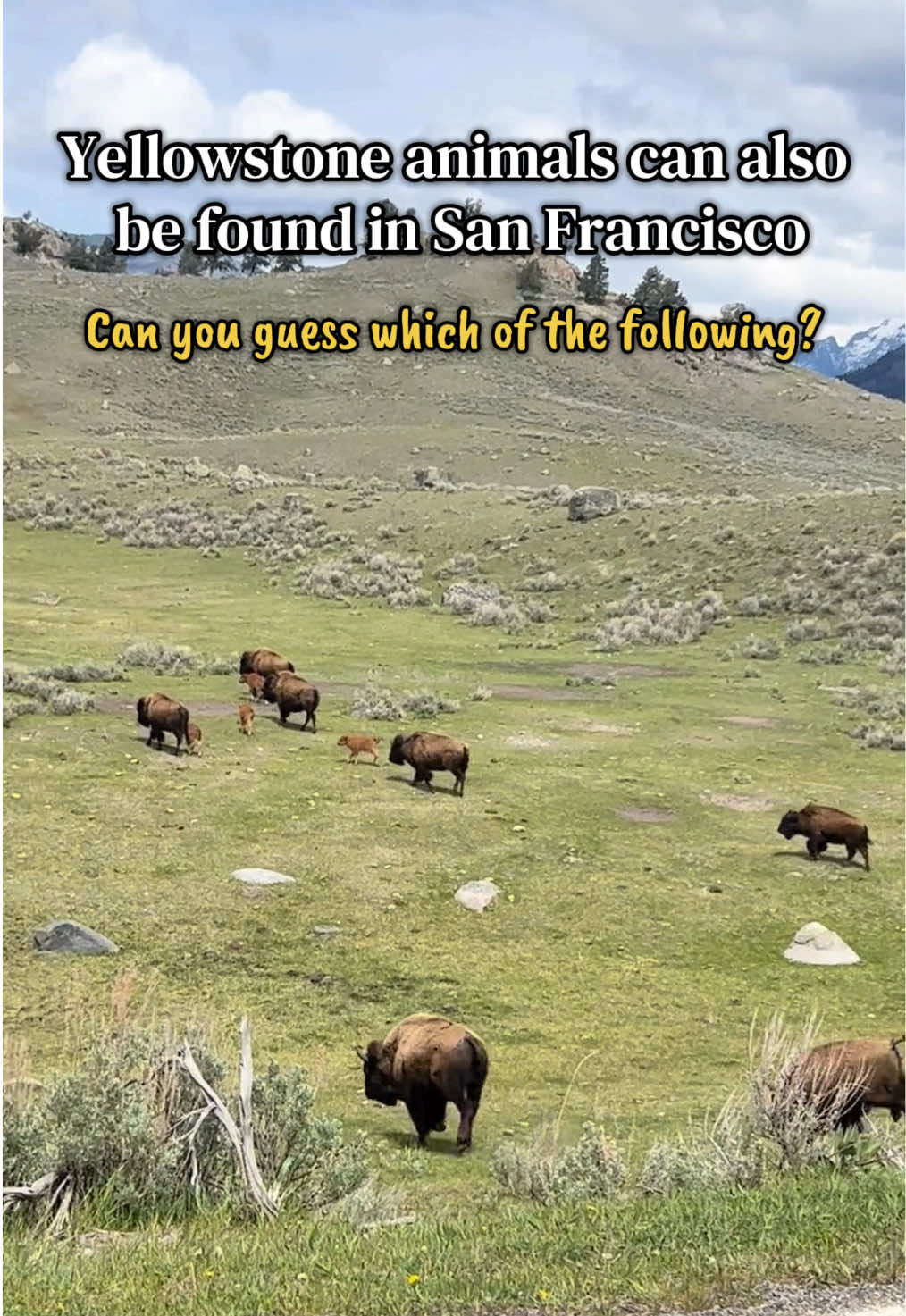 @sanfranciscolives