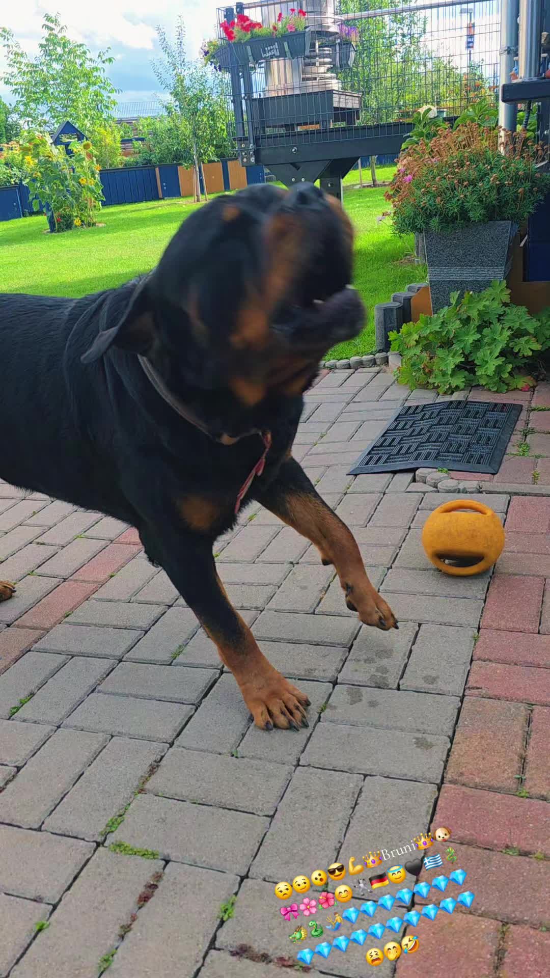 @Rottweiler Bruno