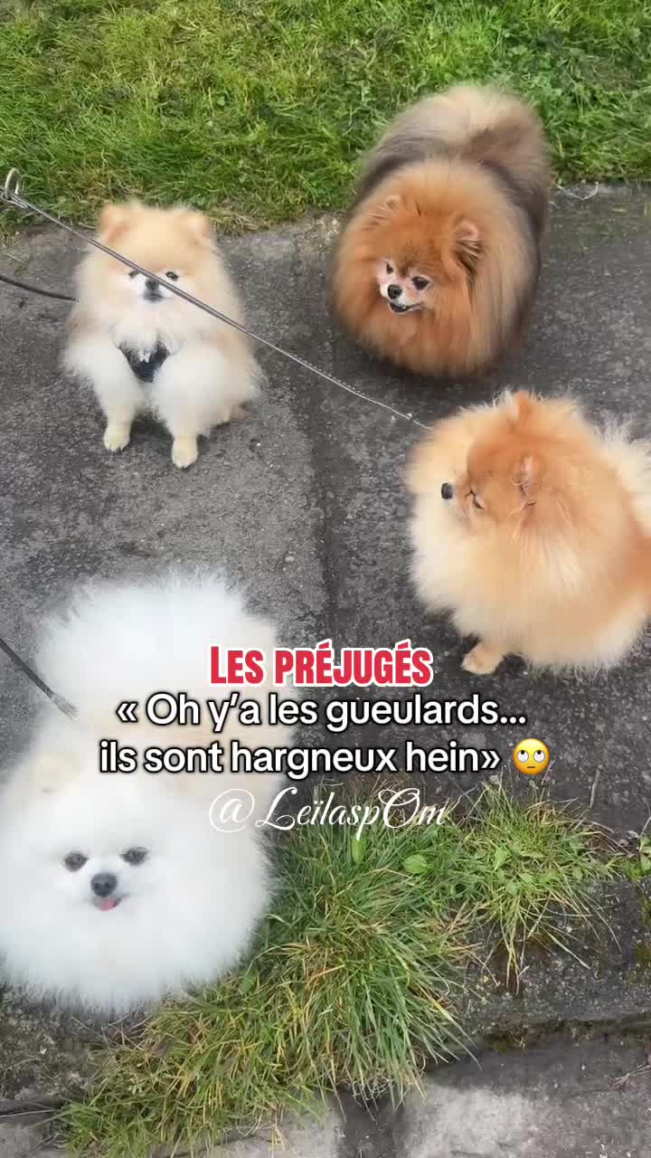 @🎀Leïla’spOm🎀