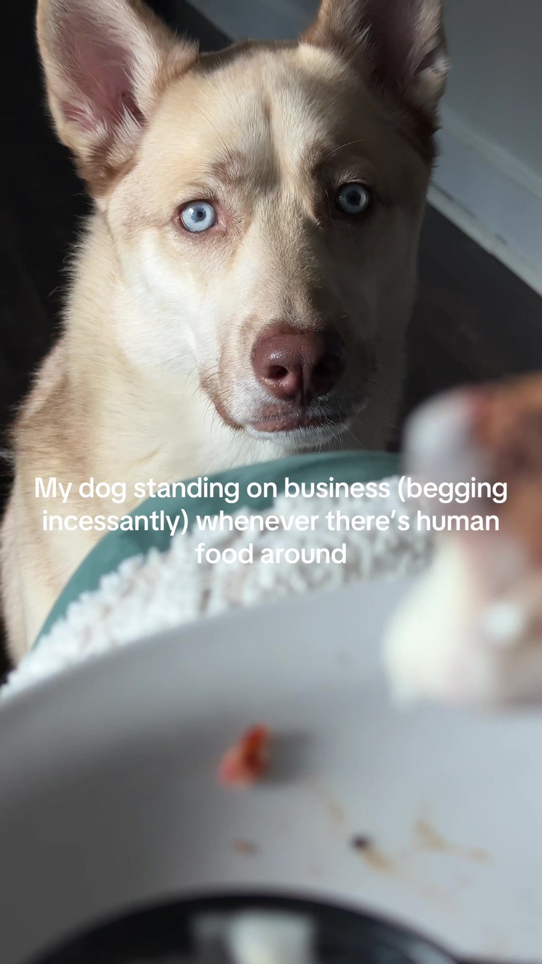 @Finn the Shepsky