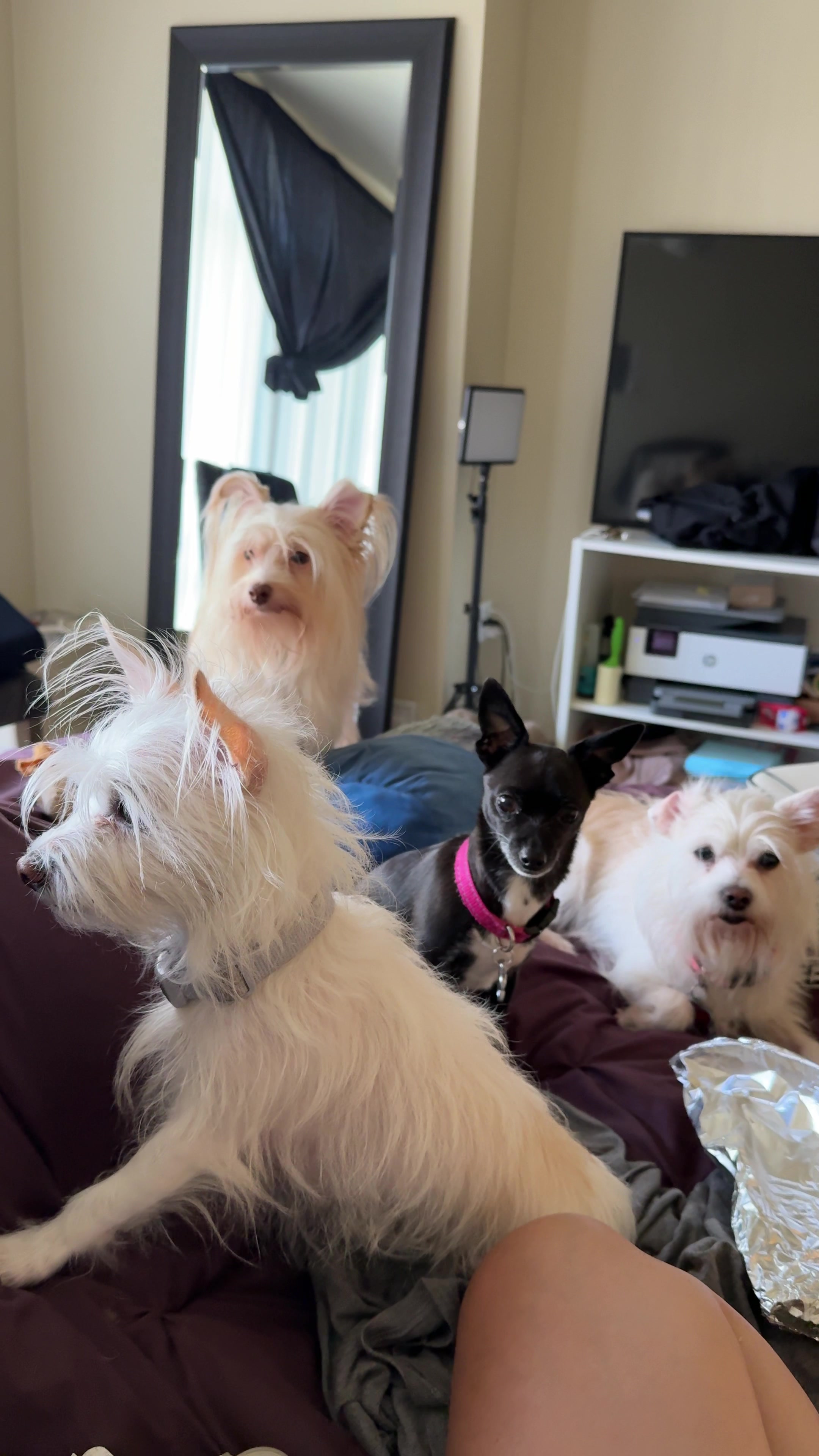 @blu&thedogcrew