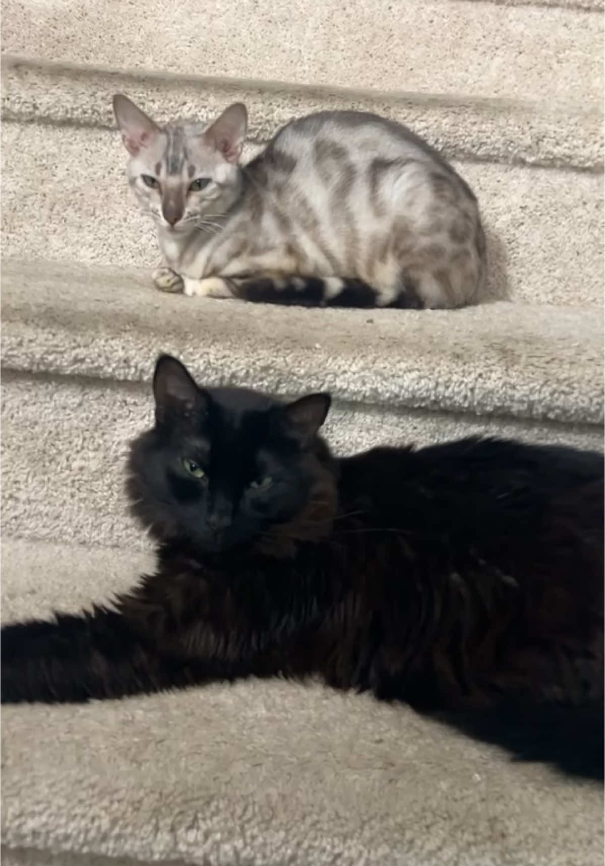 @Sagethebengal