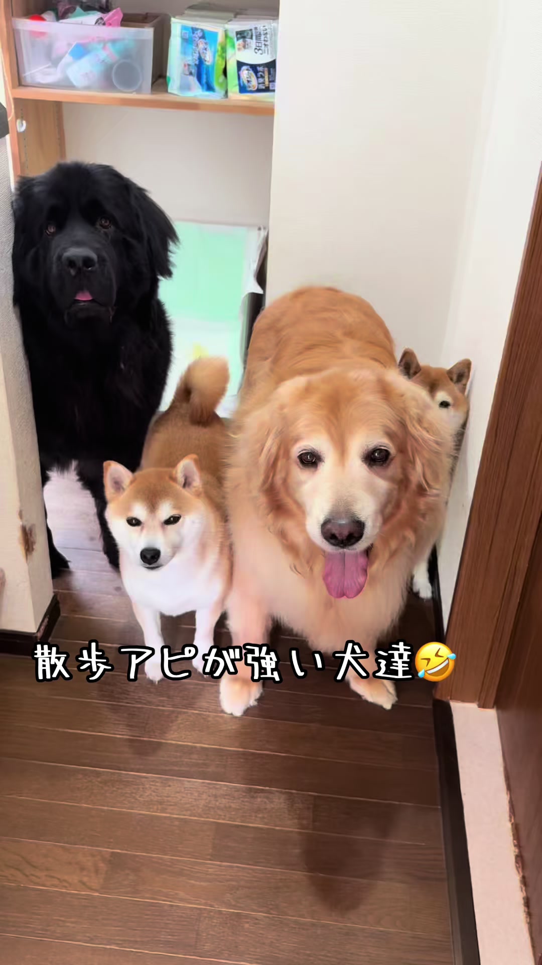 @ムックパパ🔶🐾