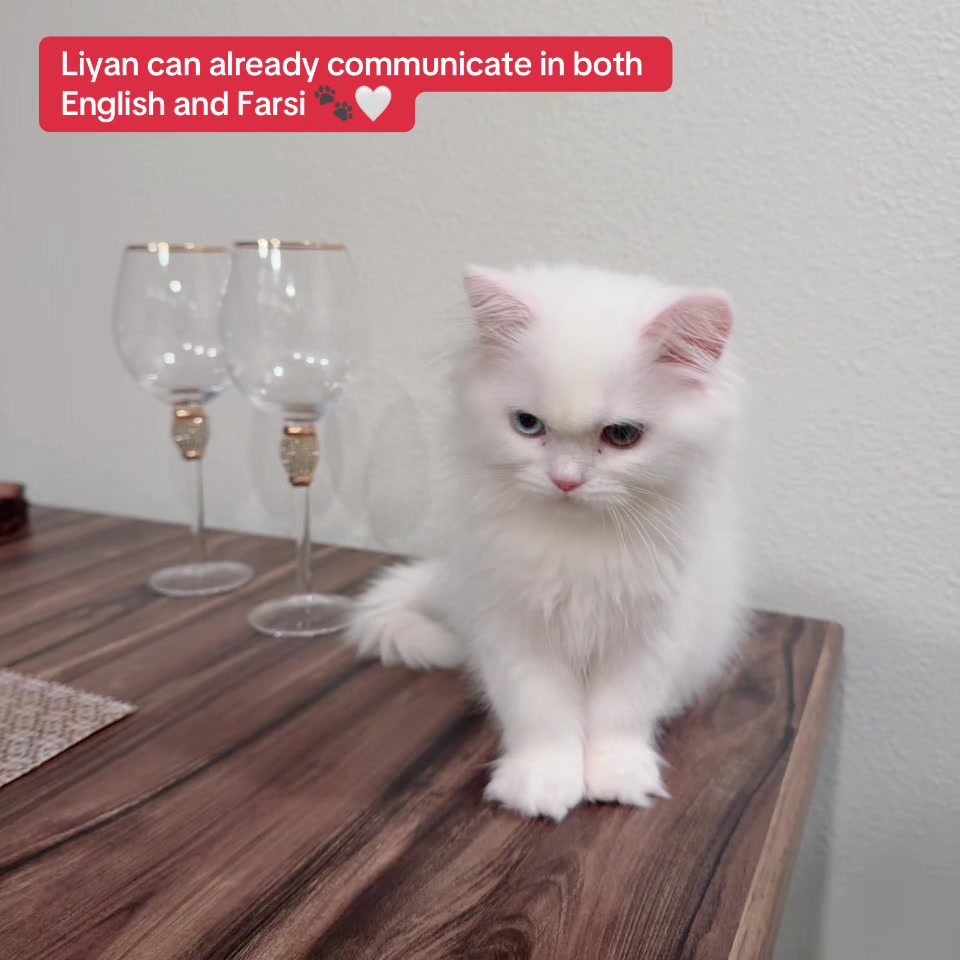 @Laily&Liyan 🐾