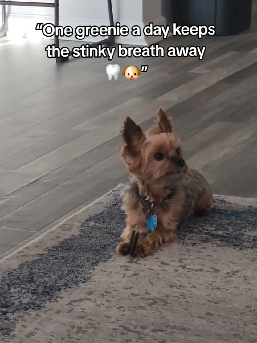 @Chase the Yorkie